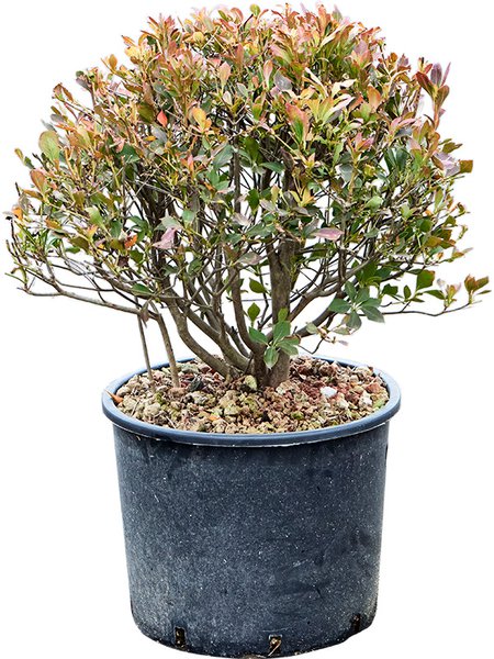Enkianthus perulatus (50-70), Kugel, im 30cm Topf, H�he 60cm, Breite 45cm