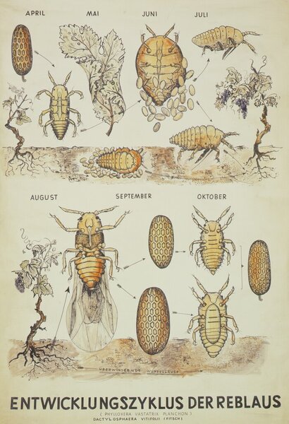 Phyllox&eacute;ra, Daktulosphaira vitifoliae (syn. Phylloxera, Viteus), illustration du cycle de d&eacute;veloppement