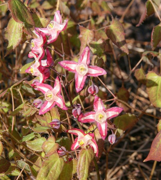 Epimedium rubrum 'Galadriel'