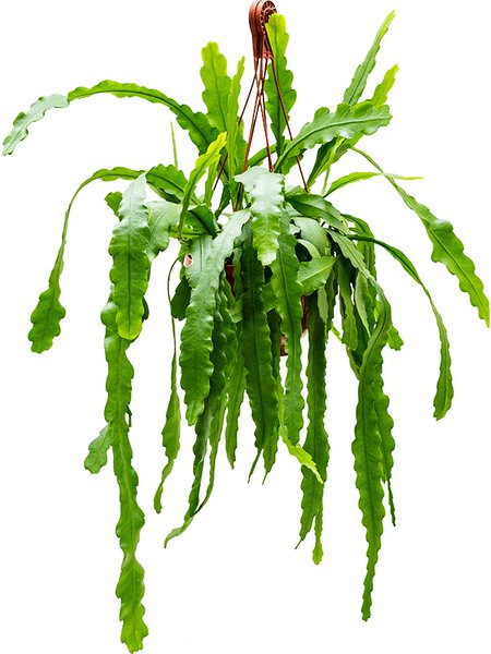 Epiphyllum 'Beavertail', Ranker, im 25cm Topf, H�he 50cm, Breite 35cm
