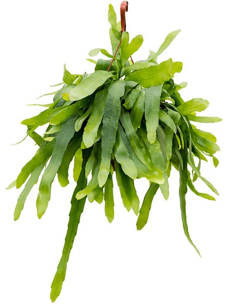 Epiphyllum pumilum, Ampel, im 21cm Topf, H�he 60cm, Breite 60cm