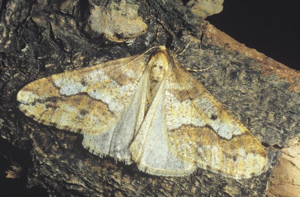 Grande phal�ne hivernale, Operophtera brumata, papillon, adulte