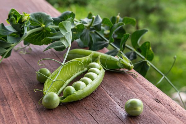Produire ses propres semences, pois avec les feuilles