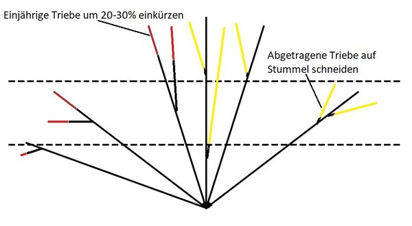 M&ucirc;rier en espalier, taille de fructification, espalier en &eacute;ventail