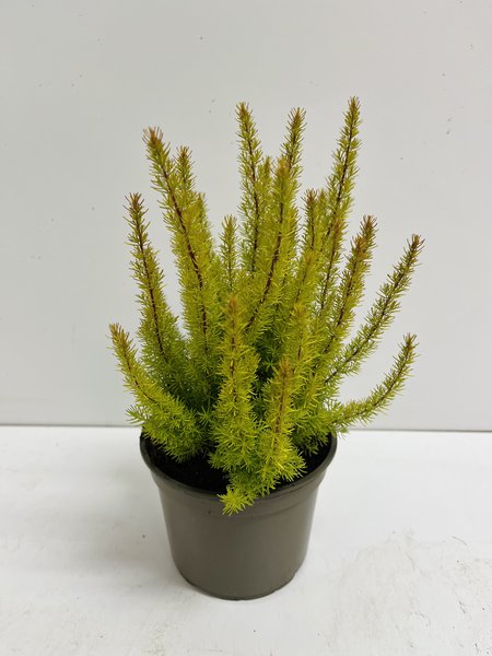 Baumheide 'Albert's Gold'