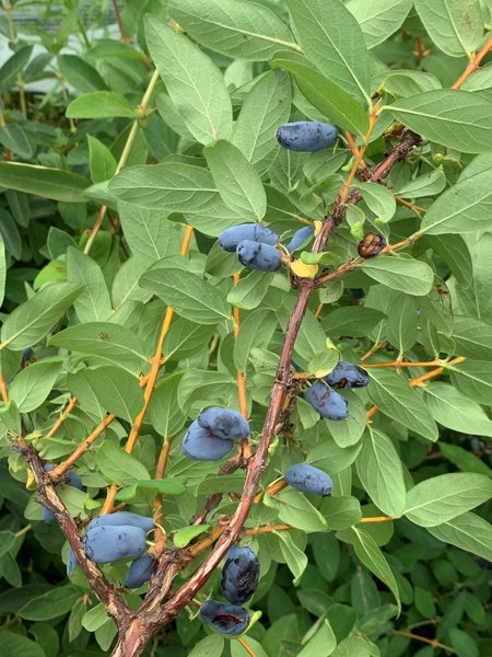 Baies de Mai Erstbeere Lonicera caerulea Lubera
