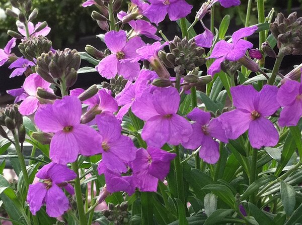 Erysimum Bowles Mauve, poivre sauvage, Girofl&eacute;es