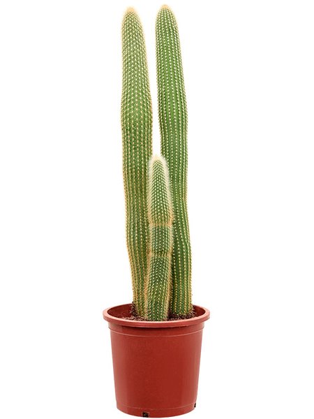 Espostoa (Vatricania) guentheri (70-110), im 27cm Topf, H�he 95cm, Breite 25cm