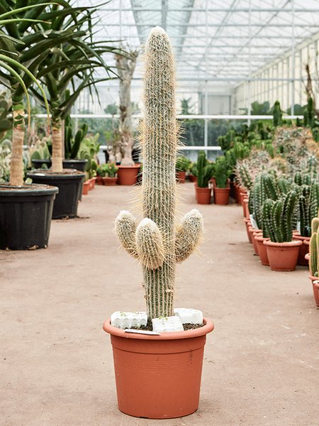 Espostoa lanata, Verzweigt, im 35cm Topf, H�he 110cm, Breite 30cm