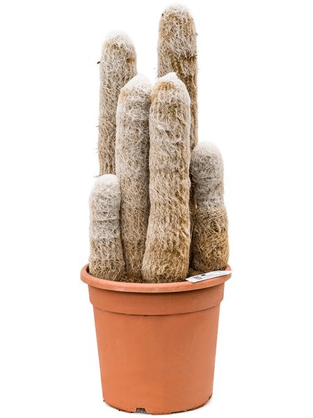 Espostoa melanostele, im 22cm Topf, H�he 65cm, Breite 25cm