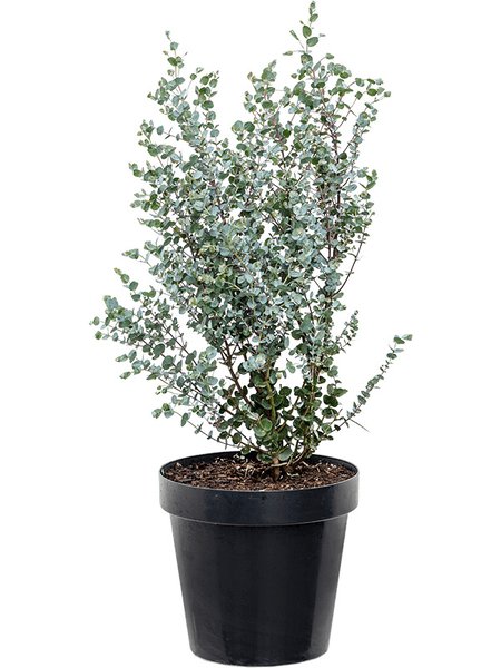 Eucalyptus gunnii 'Azura', Busch, im 23cm Topf, H�he 60cm, Breite 35cm
