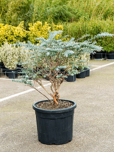 Eucalyptus gunnii 'Nano', Stamm, im 50cm Topf, H�he 120cm, Breite 75cm
