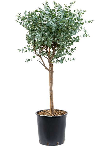 Eucalyptus gunnii, Stamm, im 30cm Topf, H�he 110cm, Breite 45cm