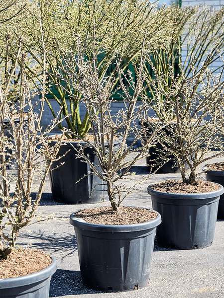 Euonymus alatus (120-140), Verzweigt, im 50cm Topf, H�he 130cm, Breite 70cm