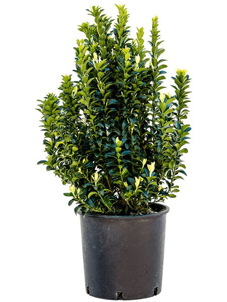 Euonymus jap. 'Paloma Blanca', Busch, im 24cm Topf, H�he 75cm, Breite 30cm