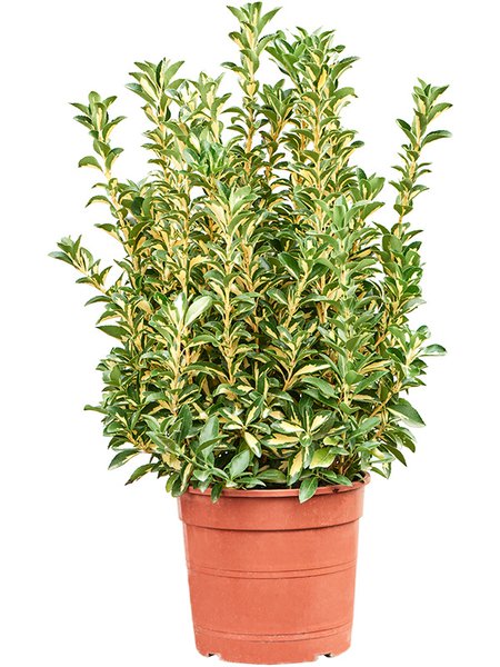 Euonymus japonicus 'Luna Gold', Busch, im 24cm Topf, H�he 70cm, Breite 35cm