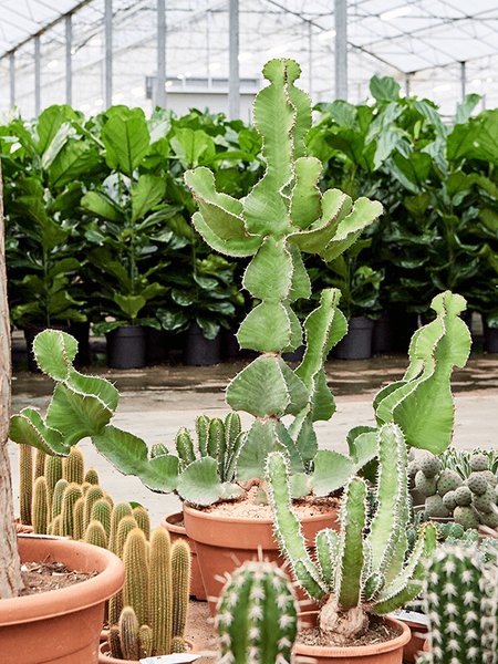Euphorbia cooperi, Verzweigt, im 17cm Topf, H�he 55cm, Breite 30cm