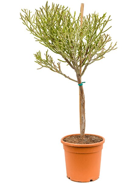 Euphorbia fiherenensis, Verzweigt, im 27cm Topf, H�he 105cm, Breite 50cm