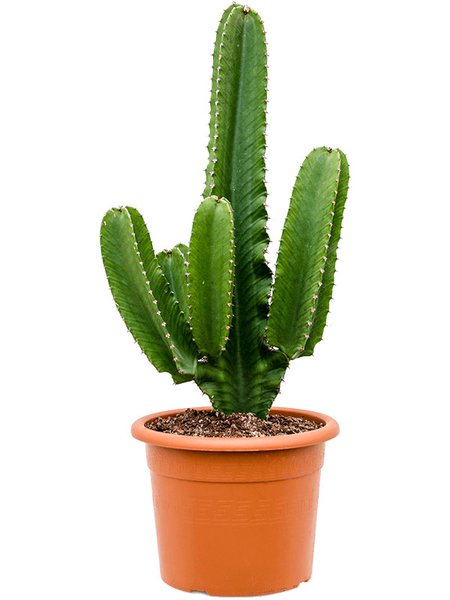 Euphorbia ingens, Verzweigt, im 27cm Topf, H�he 80cm, Breite 35cm