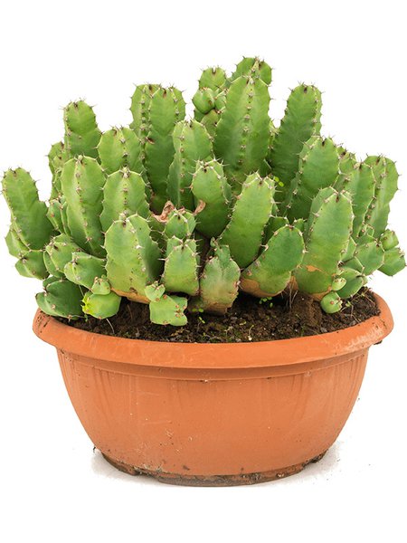 Euphorbia resinifera, Busch, im 25cm Topf, H�he 35cm, Breite 30cm