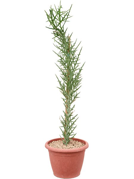 Euphorbia stenoclada, Verzweigt, im 25cm Topf, H�he 125cm, Breite 35cm
