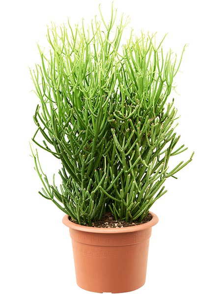 Euphorbia tirucalli 'Stick on Fire', Busch, im 25cm Topf, H�he 90cm, Breite 40cm