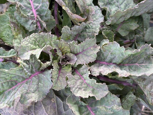 Everkale, Running Blush, Chou, Brassica, l&eacute;gumes (Bra-ol 38), Plantes rustiques