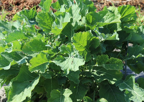 Chou &eacute;ternel, Daubenton Green, choux-l&eacute;gume