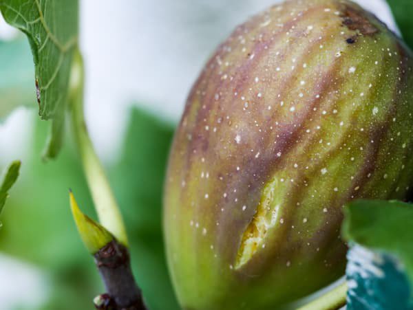 Quand les figues sont-elles m&ucirc;res