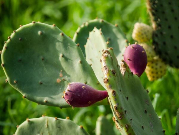 Figuier de Barbarie Opuntia Lubera