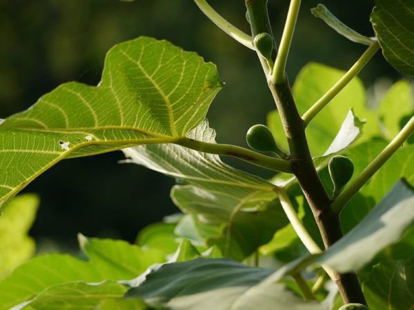 Figues m&ucirc;res Lubera
