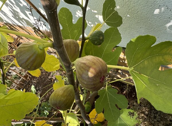 Figuier Negronne (ou Califfo Blue), Ficus carica, tailler un figuier