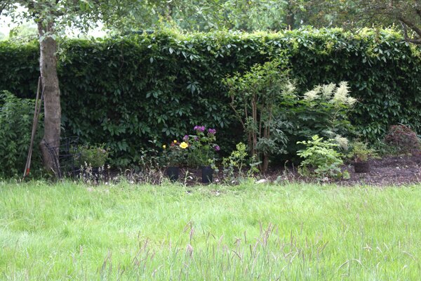 vari&eacute;t&eacute;s de rosiers
