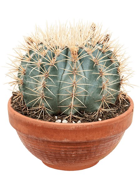 Ferocactus glaucescens, Kugel, im 21cm Topf, H�he 20cm, Breite 23cm