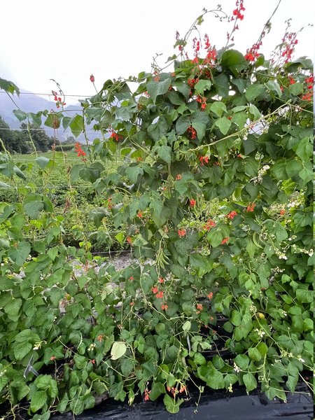 haricots d