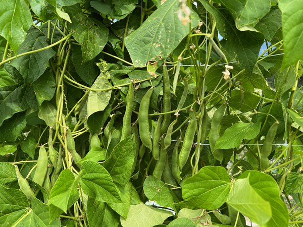 haricots d