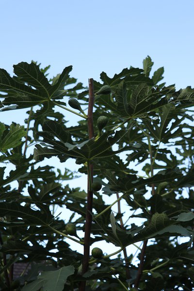 Ficus carica taille du figuier, croissance des fruits apr&egrave;s la taille, entretenir le figuier