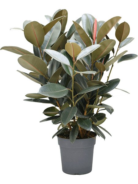 Ficus elastica 'Abidjan', Busch, im 30cm Topf, H�he 110cm, Breite 90cm