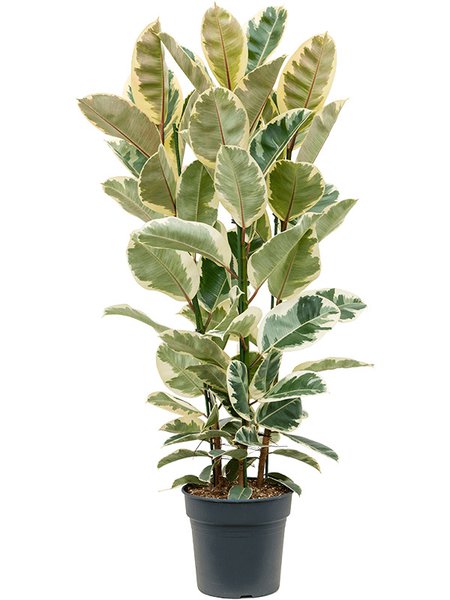 Ficus elastica 'Tineke', Tuff, im 30cm Topf, H�he 150cm, Breite 60cm