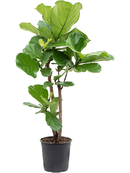 Ficus lyrata, Verzweigt, im 27cm Topf, H�he 120cm, Breite 60cm