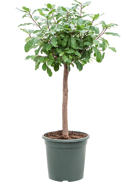 Ficus reflexa, Stamm, im 30cm Topf, H�he 125cm, Breite 60cm