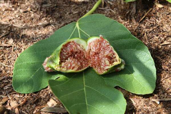 Desert King, Ficus, figue, figue fruiti&egrave;re, figue d'&eacute;t&eacute;, figue de San Pedro