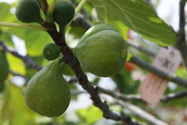 Desert King, Ficus carica, figuier, figue-fleur, figuier de type San Pedro