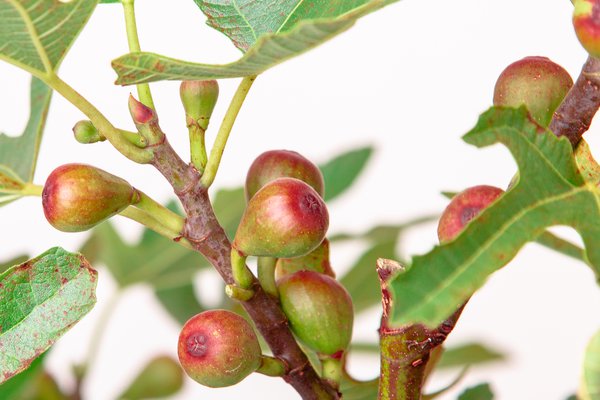 Little Miss Figgy, ficus, figuier, figuier comestible, figuier en pot, figuier pour pots, figuier compact, conseil de plantation
