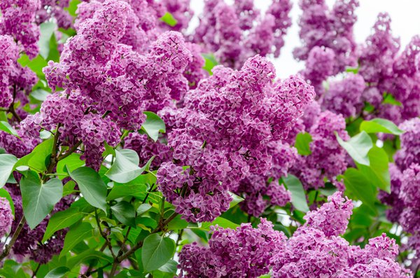 tailler le lilas
