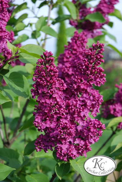 Syringa vulgaris 'Andenken an Ludwig Sp�th' XXL Pflanze