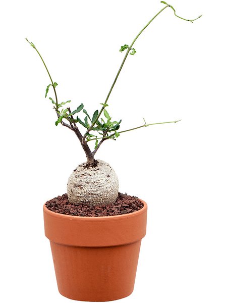 Fockea edulis, im 15cm Topf, H�he 35cm, Breite 20cm