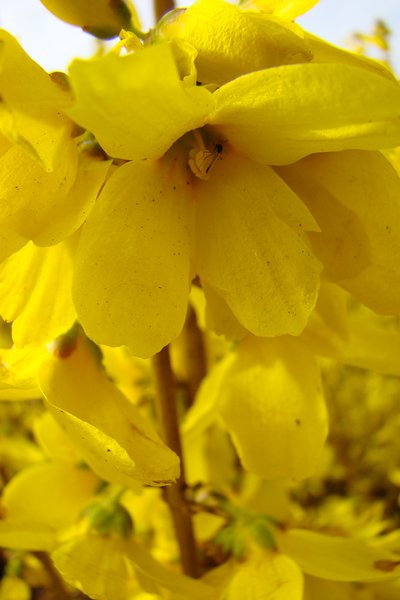 Forsythia intermedia 'Week-End'�, Weekend, Forsythie, Hinrichs, XXL Pflanze