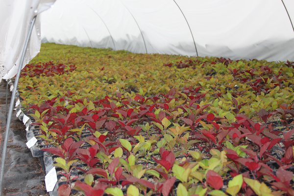 Minitunnel tavelure du pommier pour semis Lubera