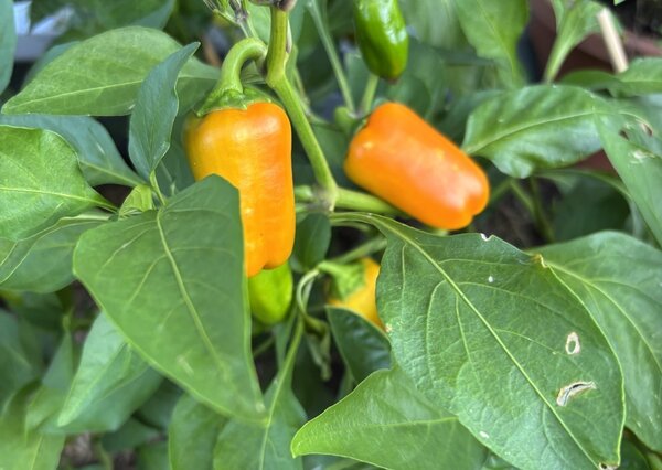 Poivron 'Yellow Snack'